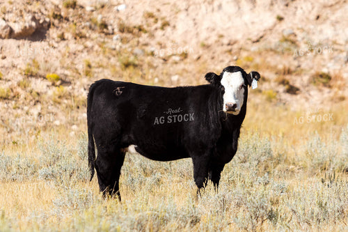 Bred Heifer on Pasture 97181