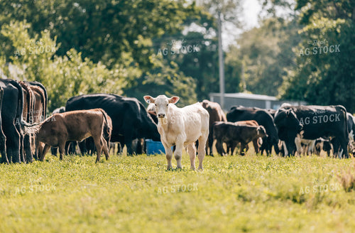 Cow Calf Pairs 178050