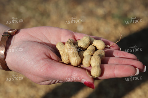 Harvested Peanuts 102198