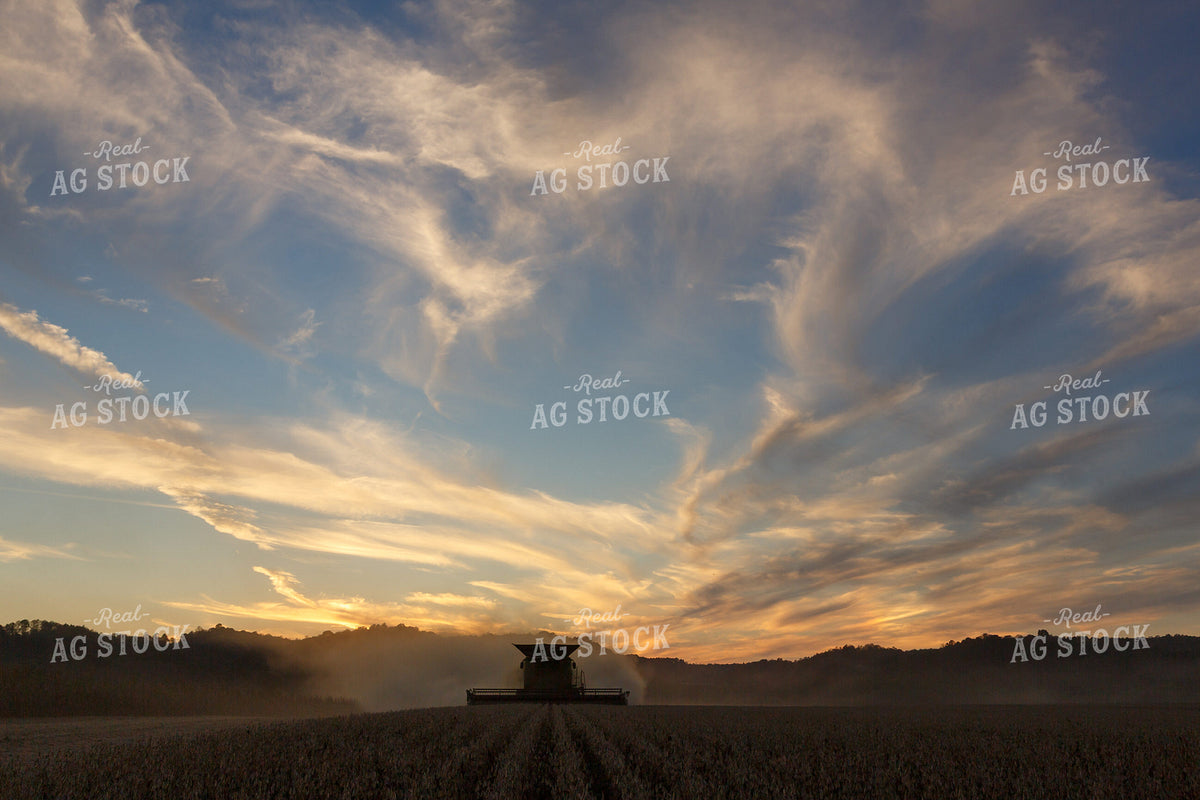 Soybean Harvest 295194