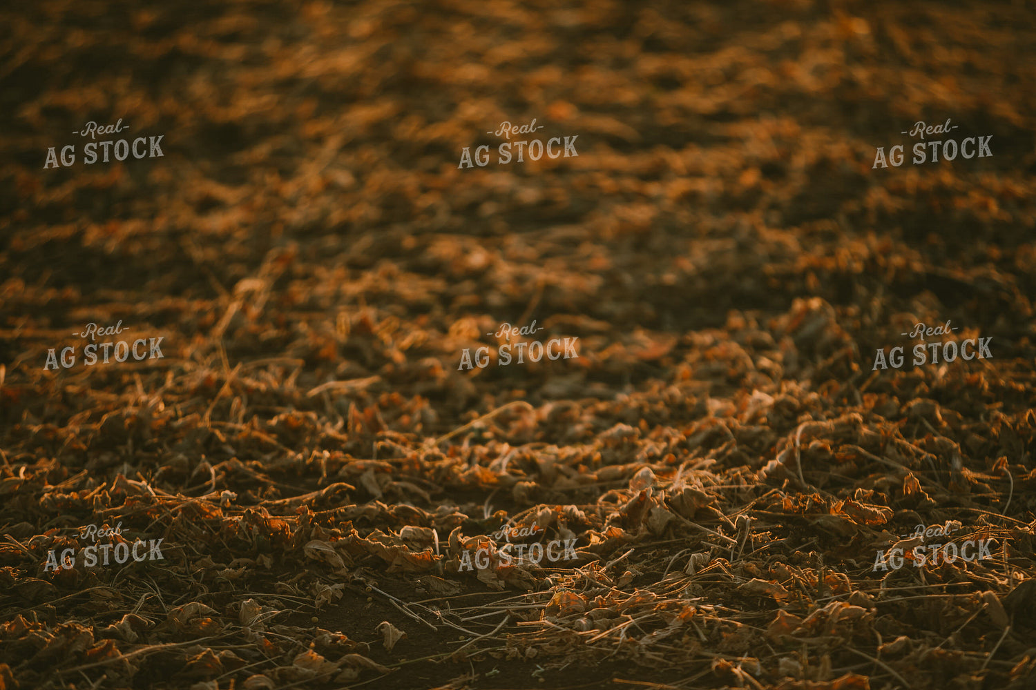 Soybean Field Plant Residue 4754