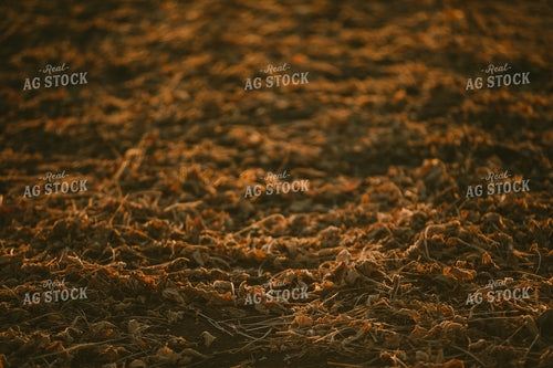 Soybean Field Plant Residue 4754