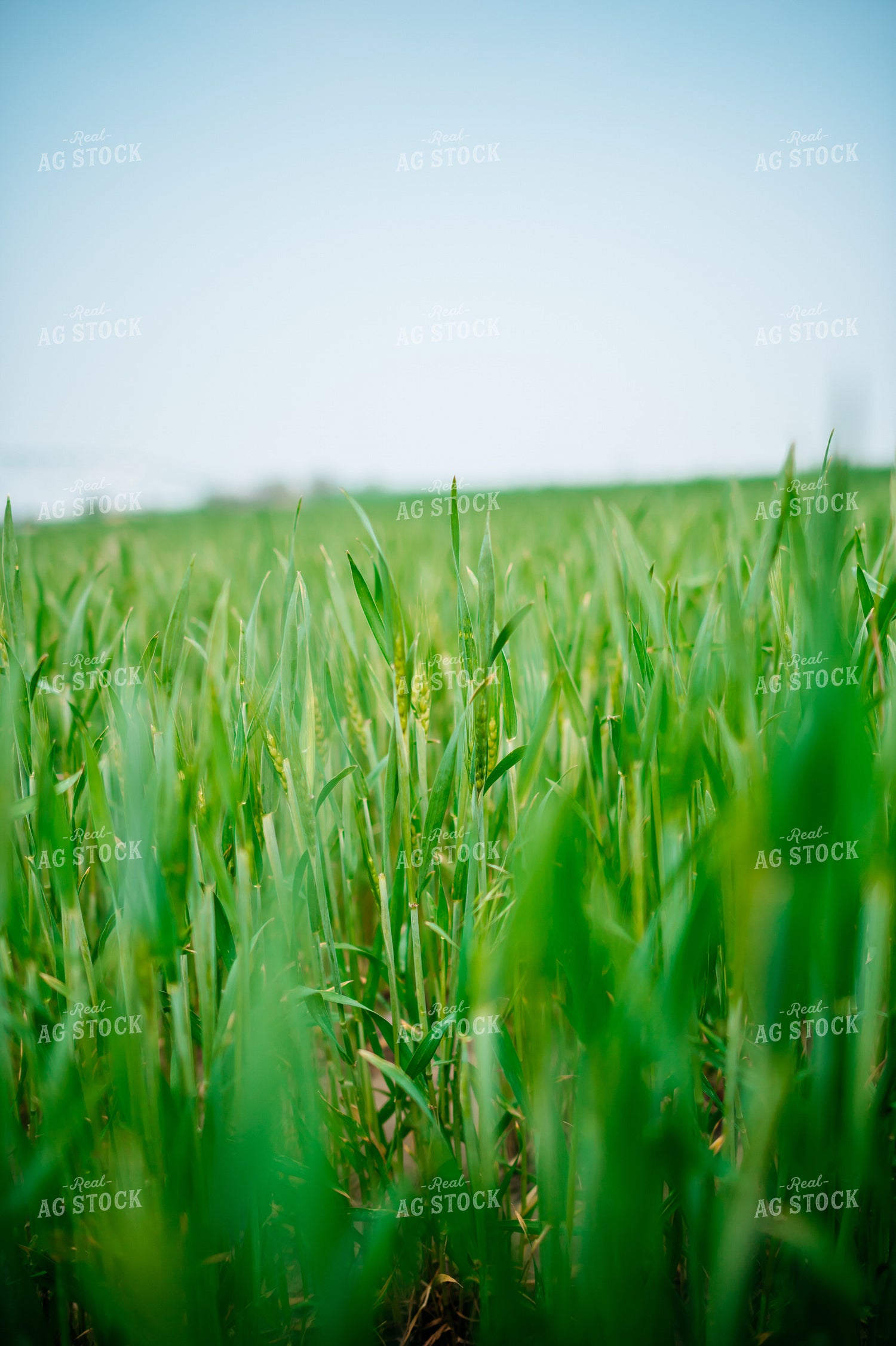 Growing Wheat 56660