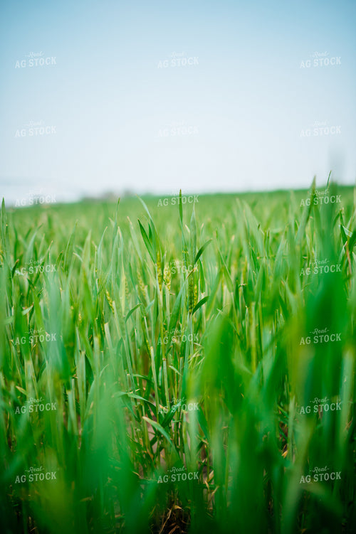 Growing Wheat 56660