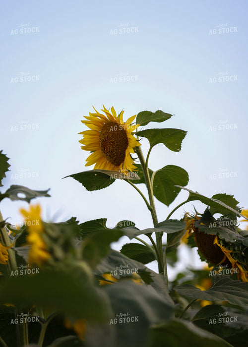 Sunflowers 160173