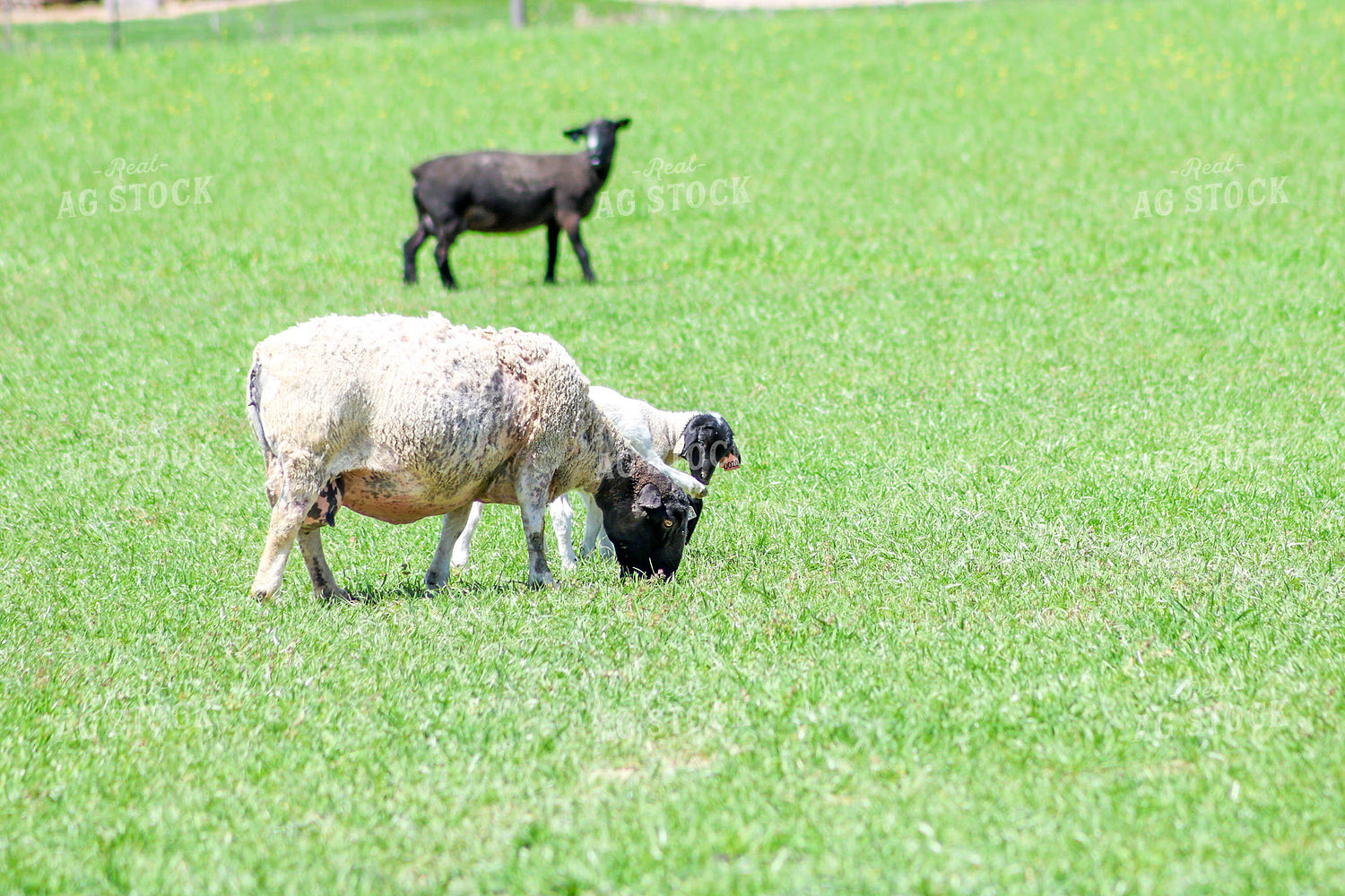 Lambs and Ewes 84228