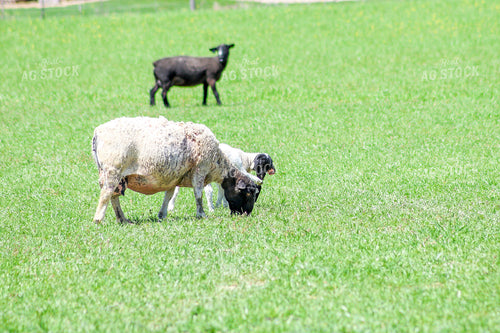 Lambs and Ewes 84228