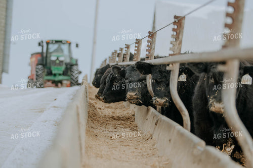 Angus Cows at Trough 77051