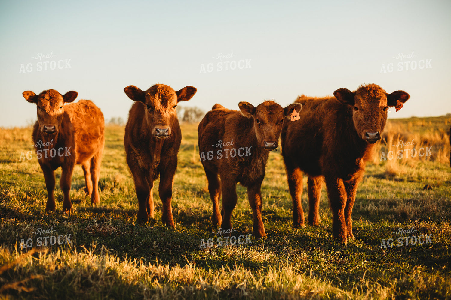Calves on Pasture 203035