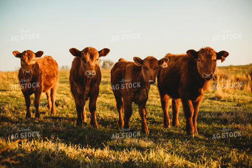 Calves on Pasture 203035