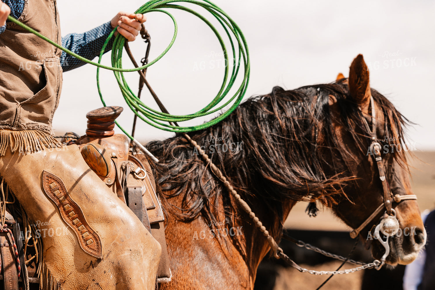 Rancher Roping Cattle on Ranch on Horseback 225003