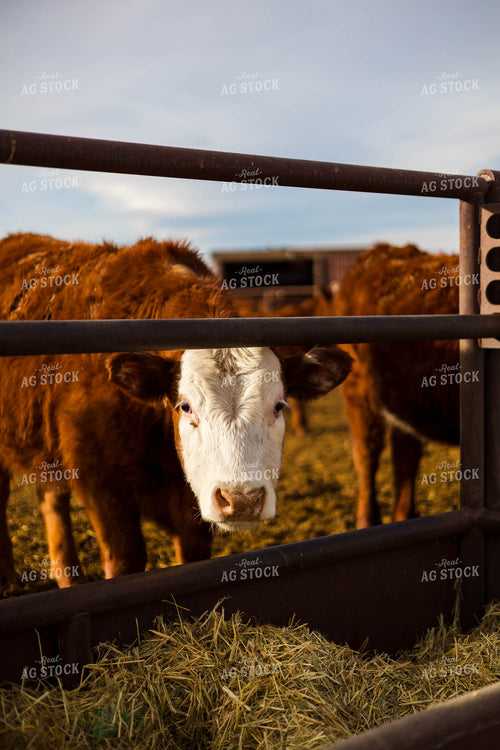 Cattle at Feed Bunk 97258