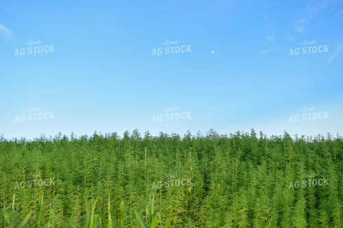 Hemp 106020