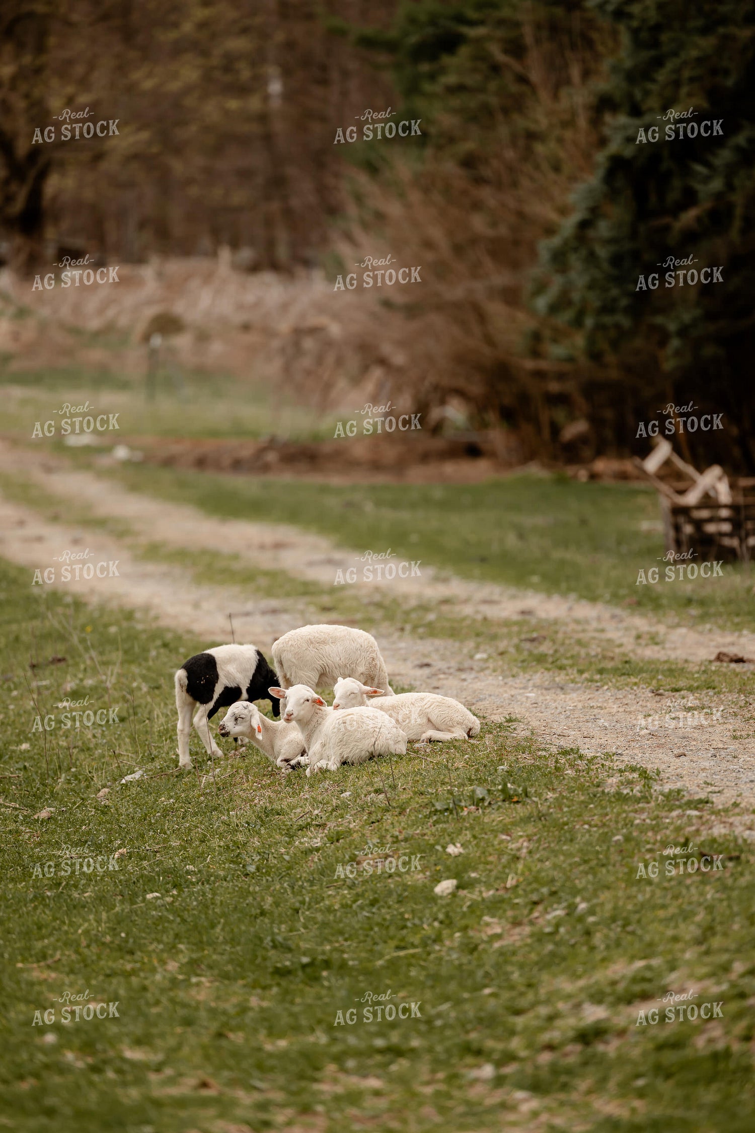 Sheep 104056