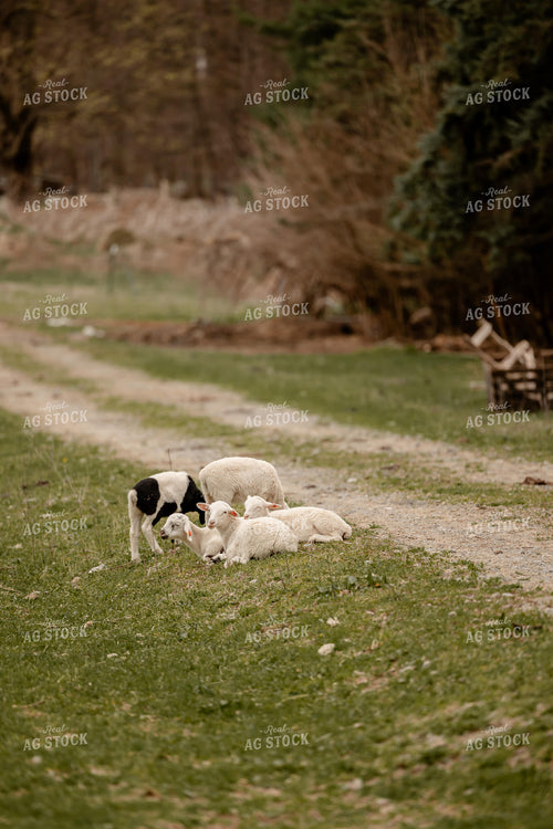 Sheep 104056