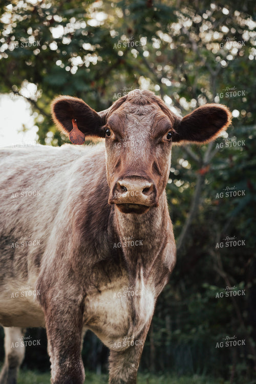 Shorthorn Heifer 178061
