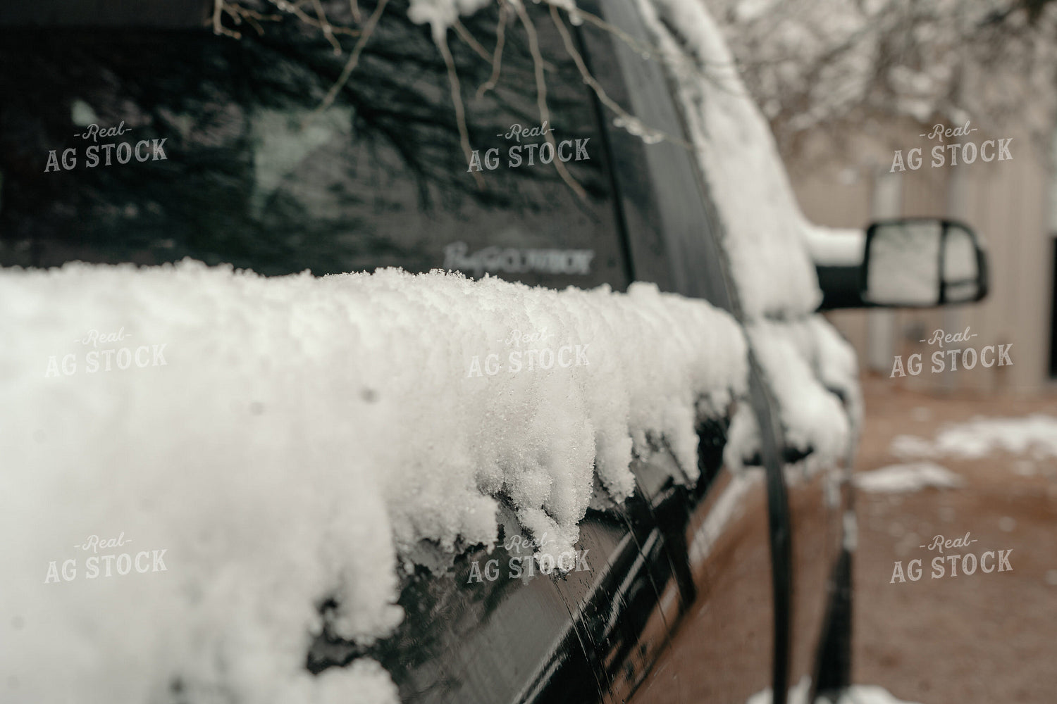 Snow on Cacti 58255
