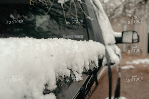 Snow on Cacti 58255