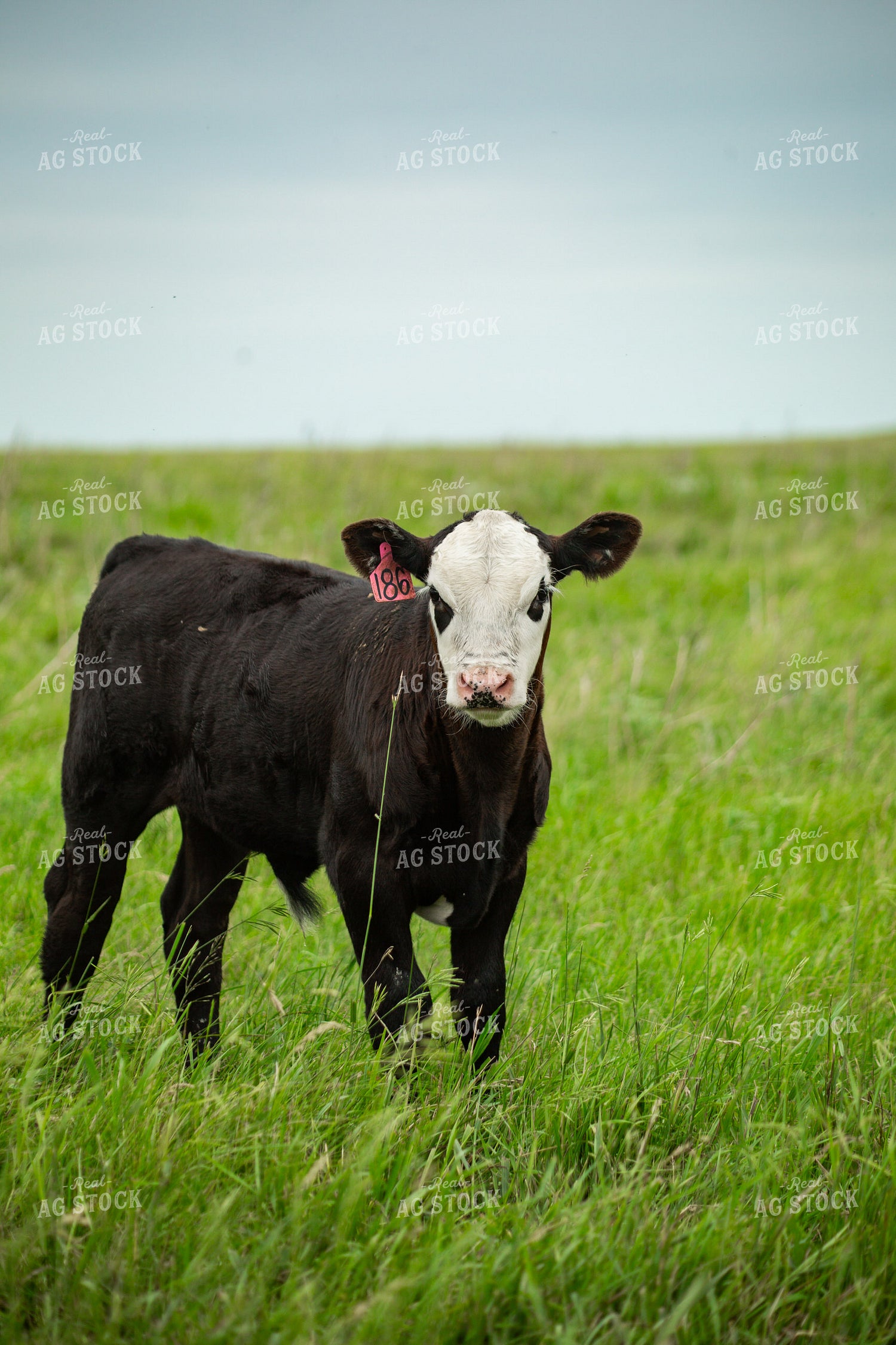 Cattle on Pasture 155619