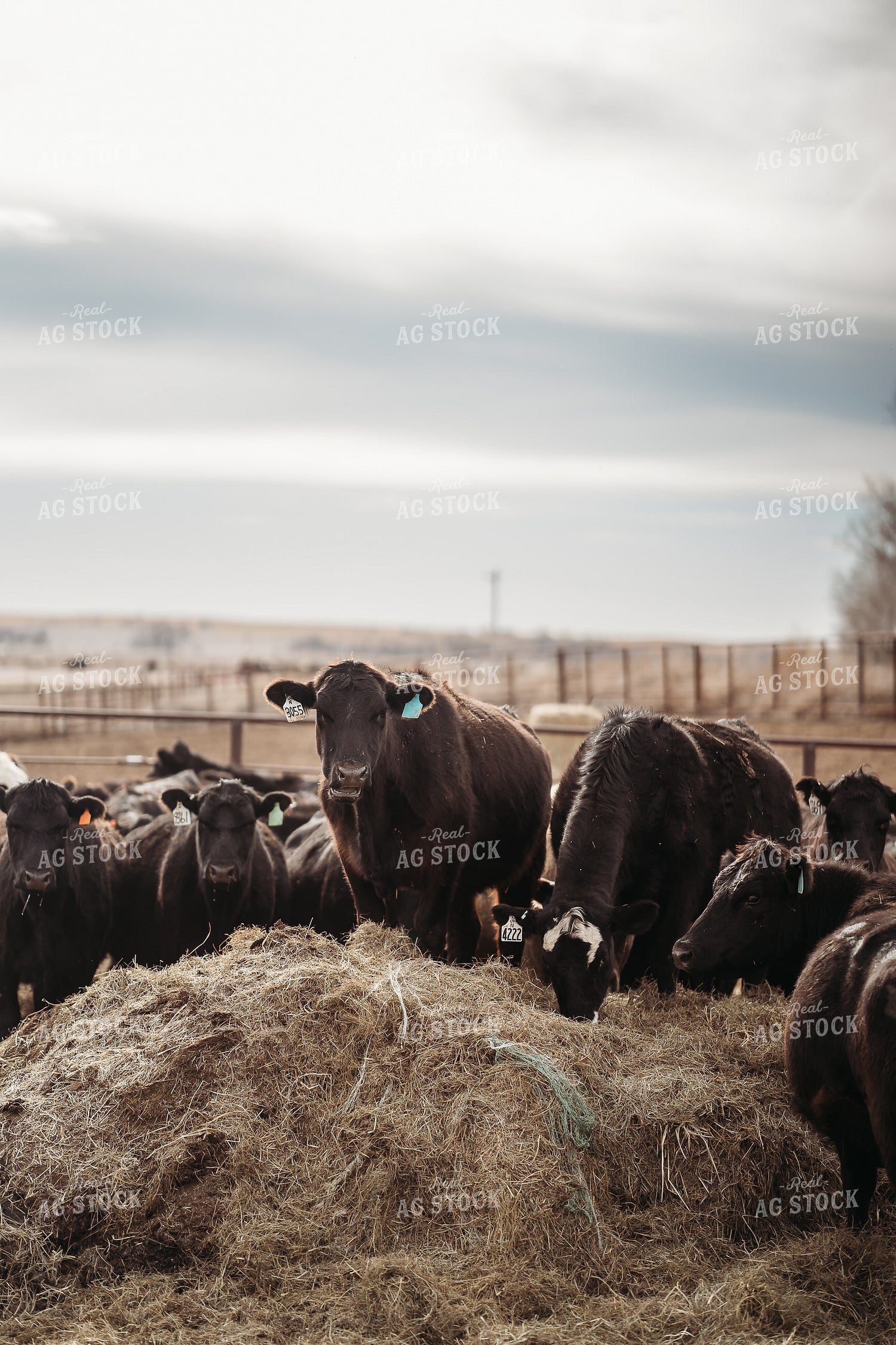 Cattle Eating 196213
