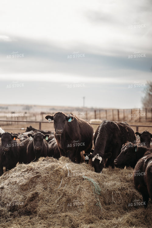 Cattle Eating 196213