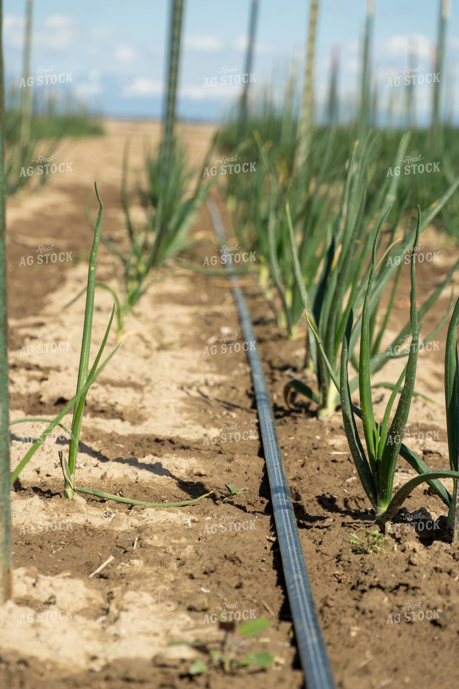 Onion Field with Drip Irrigation 65674
