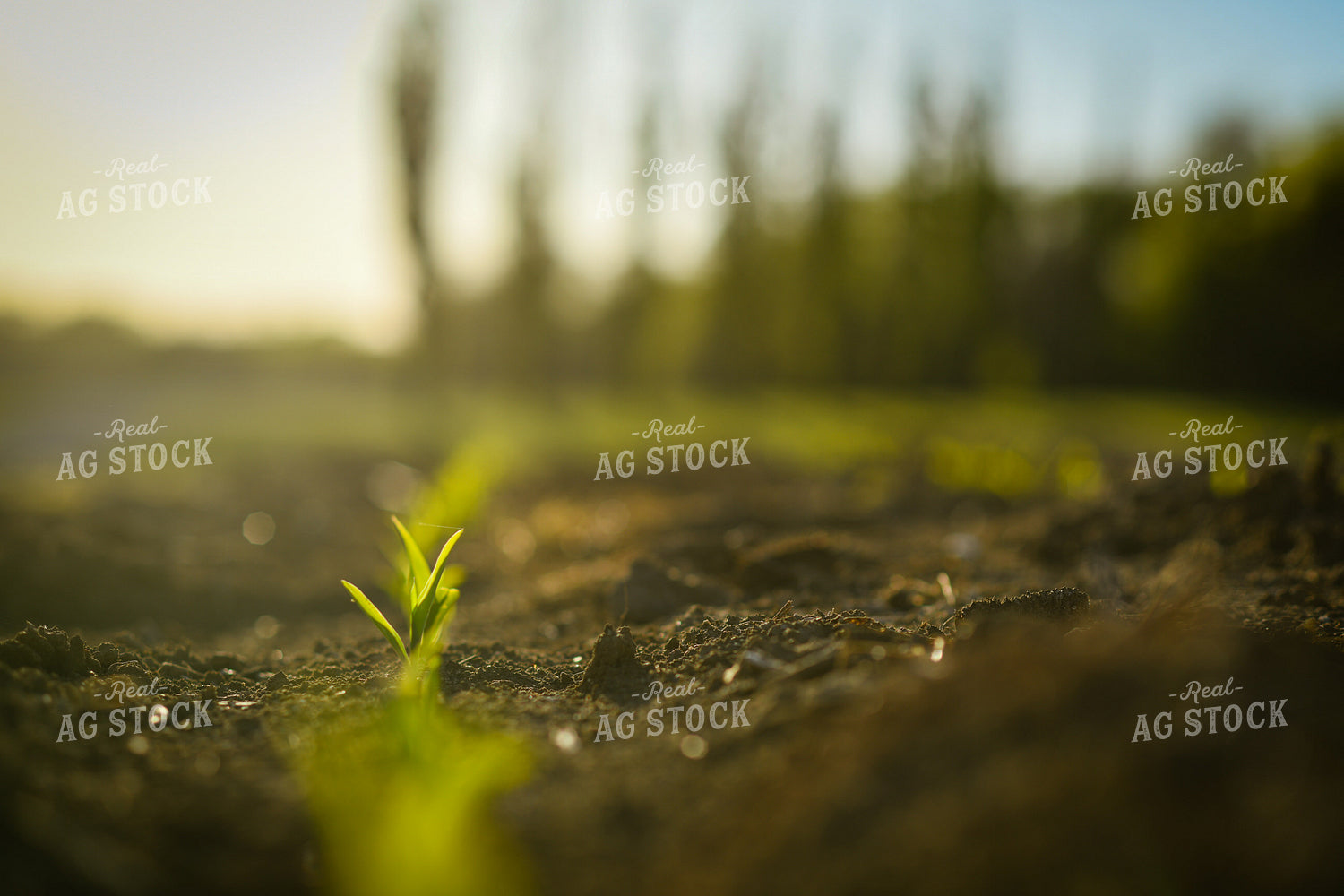 Early Growth Corn 191056