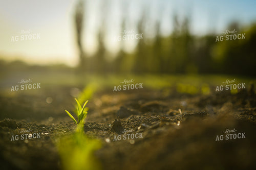 Early Growth Corn 191056