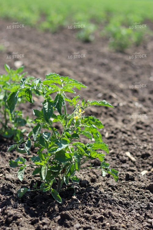 Tomato Plant in Field 109044