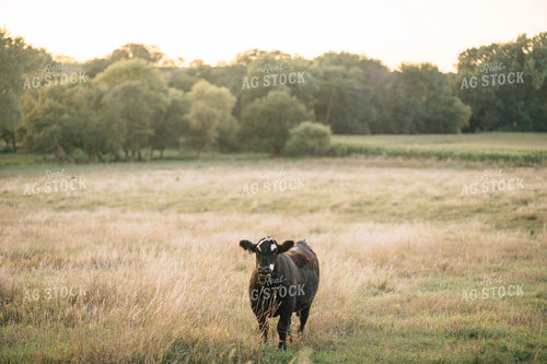 Cow in Pasture 53036