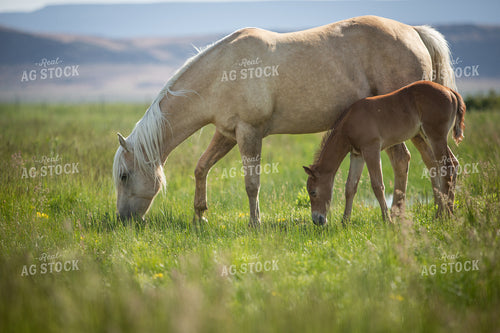 Foal and Mare 78211