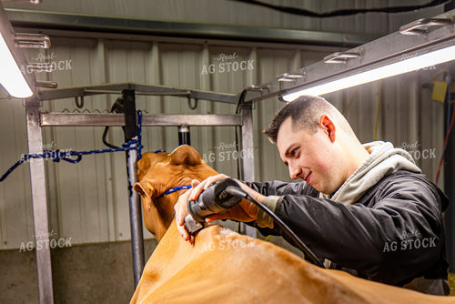 Clipping Show Cow 270426