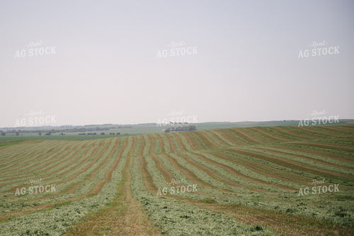 Windrowed Hay Silage Field 70055