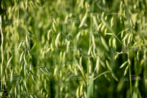 Midseason Oats 214233