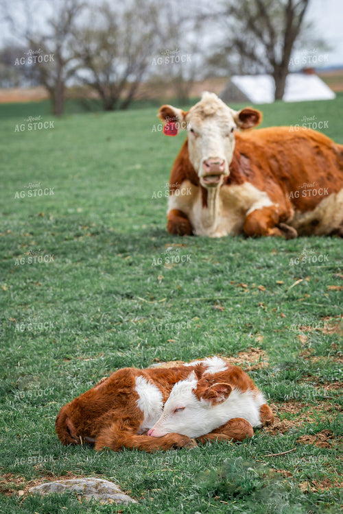 Hereford Calf 270499