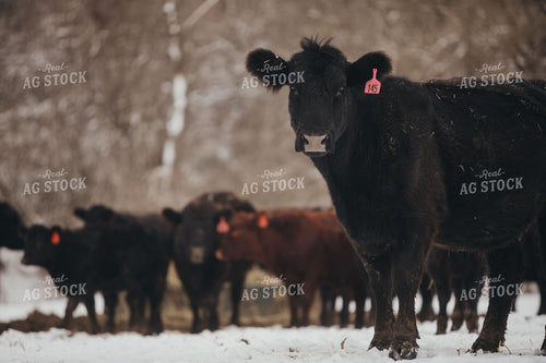 Angus Cattle in Snowy Pasture 3761