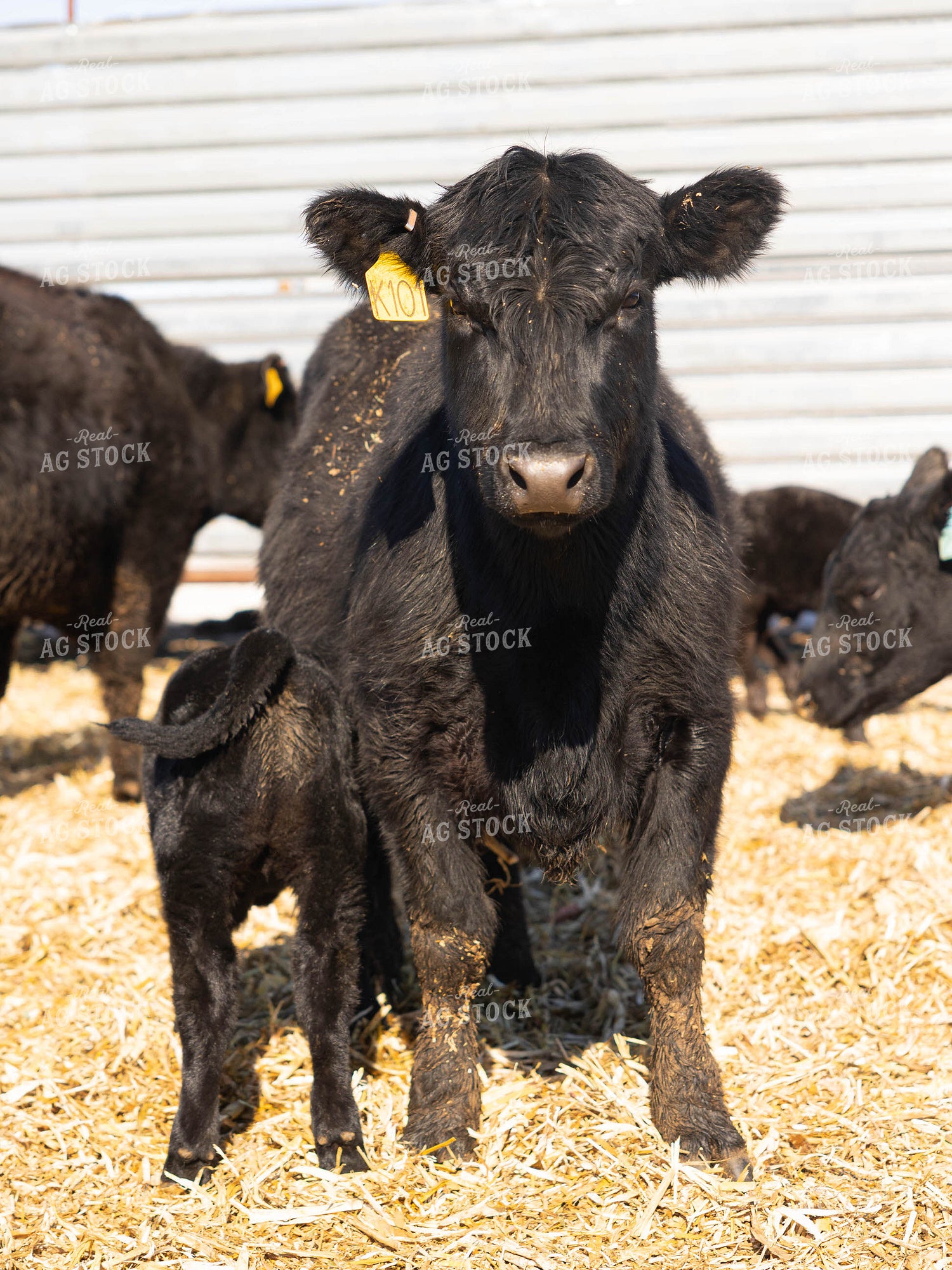 Cow and Calf in Farmyard 70185