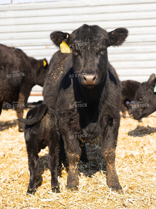 Cow and Calf in Farmyard 70185