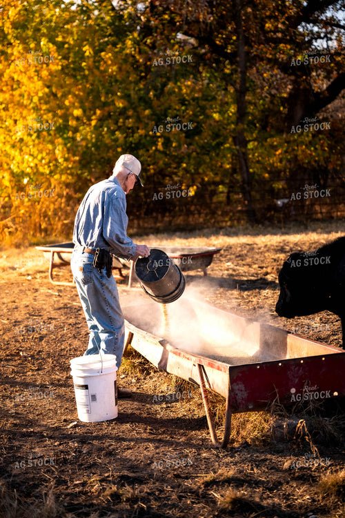 Farmer Feeding Cattle 115485