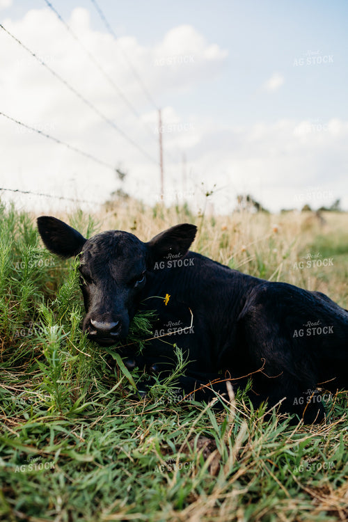Calf in Pasture 203062