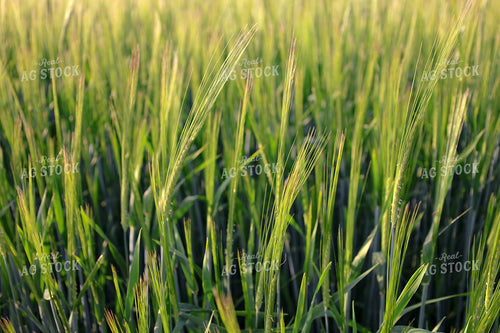 Mid-Season Wheat Field 187363