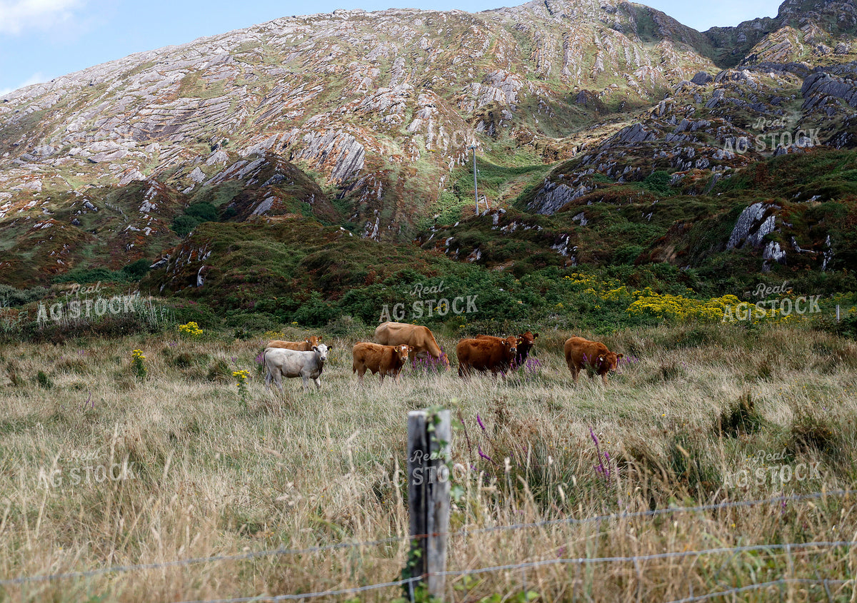 Cattle Grazing 141721
