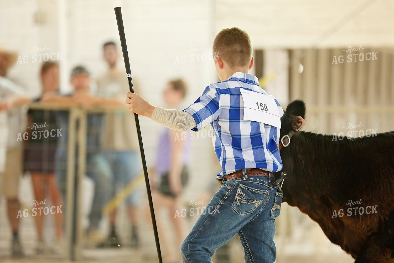 Showing Cattle 127095