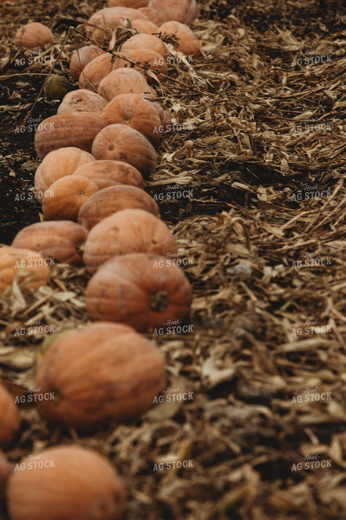 Food Pumpkins 3538