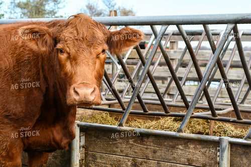 Angus Cow in Farmyard 50215