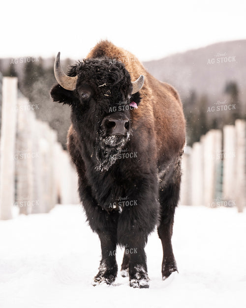 American Bison 195014