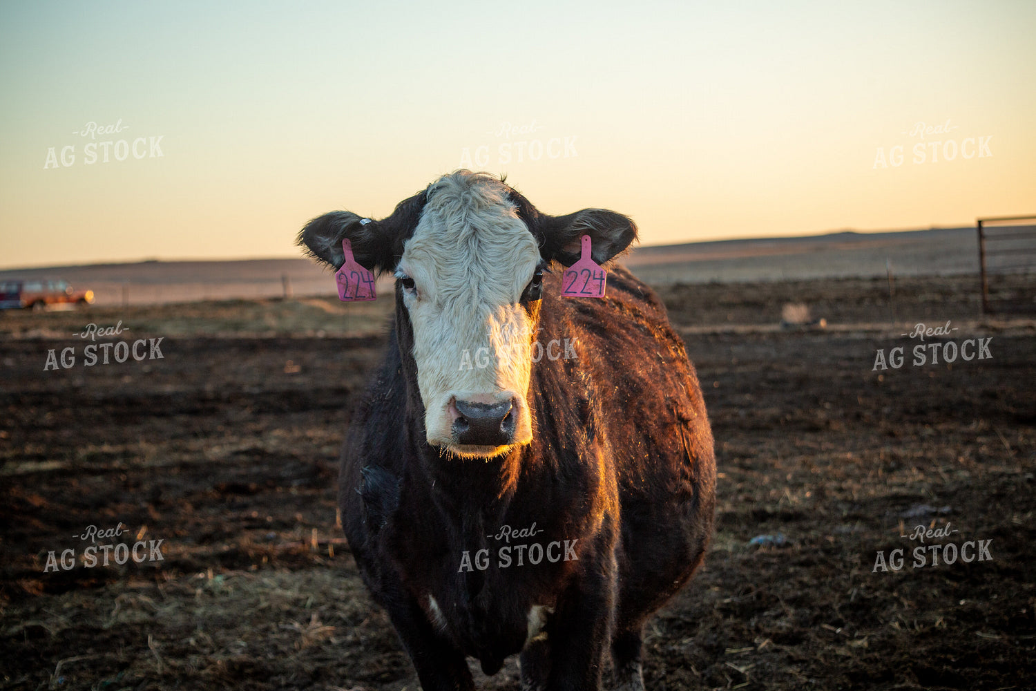 Calving Season 155550