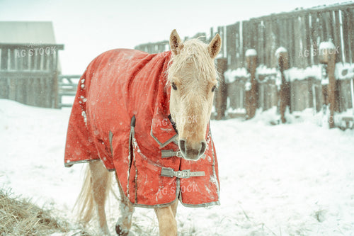 Winter Horses 58047