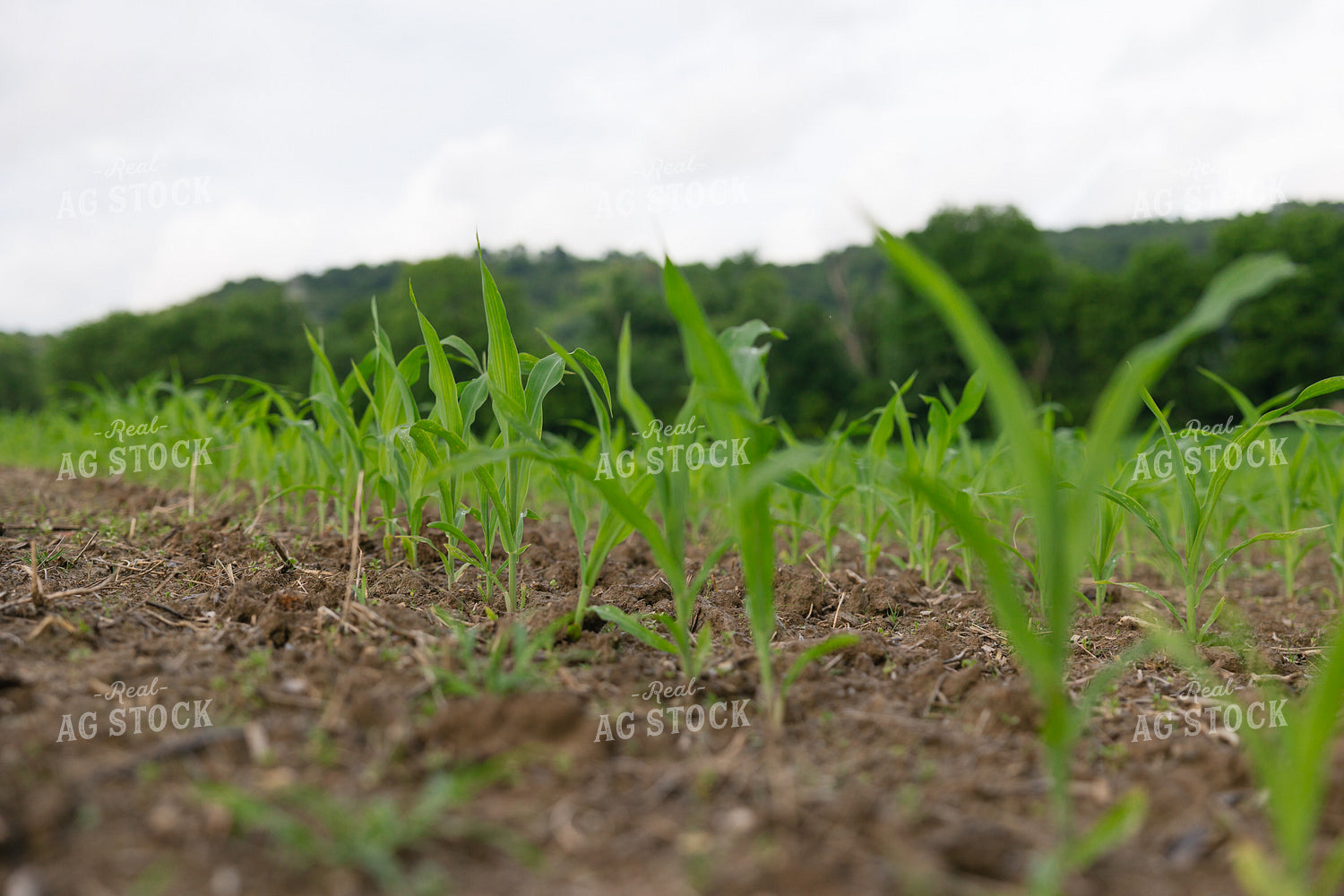 Early Growth Corn Field 295020