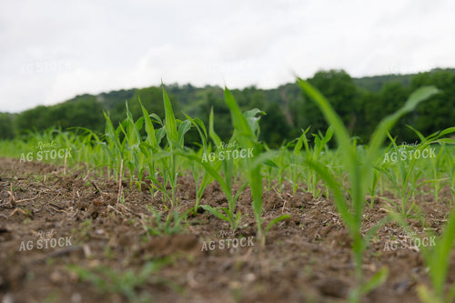 Early Growth Corn Field 295020